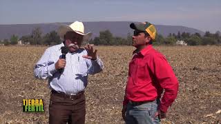 TIERRA FÉRTIL Cultivo de girasol 22 de enero de 2016 [upl. by Avad]