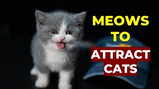 Kitten meows to ATTRACT CATS Make Your Cat Come to You [upl. by Aitsirt223]