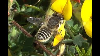 Zilveren fluitje Megachile leachella vrouwtje [upl. by Shanon]