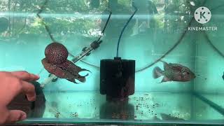 Flowerhorn Breeding Tips [upl. by Gainer]