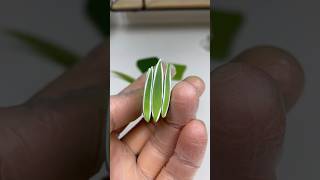 Chlorophytum comosum polymer clay cane process polymerclay polymerclaycanes miniatur [upl. by Janina911]