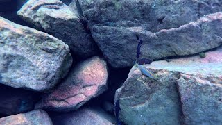 Swimming With Cichlids amp Killifish  Lamprichthys tanganicanus kambwimba [upl. by Alol]