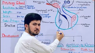 Pituitary gland its structure functions hormones and development class 12 Master Gland MDCAT bio [upl. by Edris]