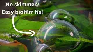 No skimmer Remove biofilm surface film scum with quick and easy methods [upl. by Ulphia]