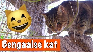 Bengaalse kat🐱  DierenpraatTV [upl. by Nitsuj644]