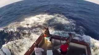 MARLIN ACABA COM A PESCARIA DE 4 HOMENS  BOAT SHOPPING [upl. by Ashok]