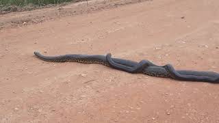 Casal de sucuris acasalando na estrada Transpantaneira no Pantanal Anaconda Mating in Pantanal [upl. by Salb508]