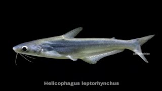 Helicophagus leptorhynchus  Mouse Shark CatfishPatin Pasir Malaysia [upl. by Lian766]