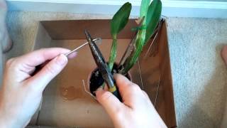 How to use rhizome clips [upl. by Molly]