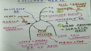 Axillary Nerve  Upper Limb Anatomy [upl. by Jangro]