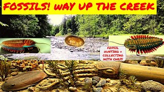 Fossils Way Up the Creek Fossil Hunting and Collecting with Chris Trilobites Cephalopods [upl. by Yemirej279]