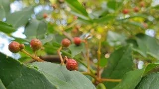 Picking  and pickling with  homegrown Szechuan Peppercorns Zanthoxylum simulans [upl. by Imuy916]