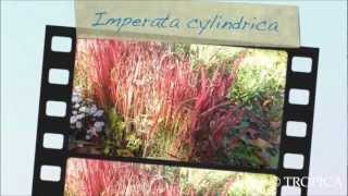 Imperata cylindrica Red Baron 13307 [upl. by Islaen]