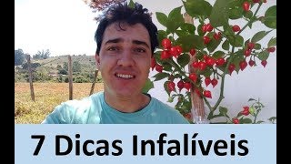 Pimenteiras  7 dicas para ter Sucesso no cultivo [upl. by Aube456]