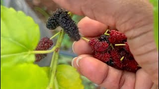 Small harvest mulberriesbrinjal galijeru [upl. by Aihsaei]