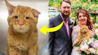 Couple Adopts The Saddest Cat And An Hour Later Something Incredible Happens [upl. by Vinni]