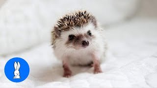 Cute Little Hedgehogs Compilation  TRY NOT TO AWW [upl. by Kailey]