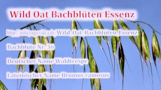 Wild Oat Bachblüten Essenz [upl. by Renner]