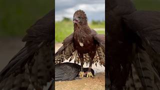 A large bird of prey hunt a big duck on the ground [upl. by Inalak]