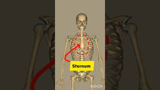 Sternum Bone 3D shortvideo animation shortsytshorts [upl. by Norling]