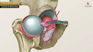 Obturator Artery Anatomy Animation  Origin  Course  Branches  supply and Clinical anatomy [upl. by Zeidman270]