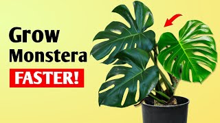 How To Get LARGER Monstera Deliciosa Plant at Home  Monstera Plant Care Tips [upl. by Bowles830]