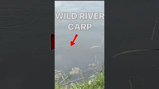 River Ebro 📌 Spain 🇪🇸 sight fishing for wild carp link to full vid added 🔗 [upl. by Ellemac]