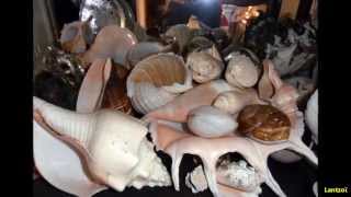 My Greek seashells collection [upl. by Dnomde]