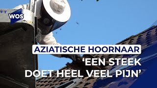 Nest vol Aziatische Hoornaars ontdekt Het worden er steeds meer [upl. by Leicam]