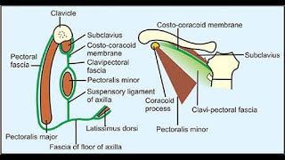 The Costocoracoid Membrane the upper part of clavipectoral fascia [upl. by Groark]