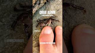 CRAB ASMR crab asmr shorts [upl. by Troc]