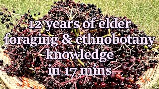 Foraging talk  elderberry [upl. by Arnuad181]