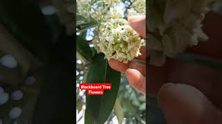 Blackboard Tree Flowers  🌺 🙄  Beautiful blackboard tree and flowers  shorts viralvideo [upl. by Ramej482]