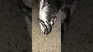 Mulloway jewfish landbased in Sydney harbour on zman soft plastics [upl. by God671]