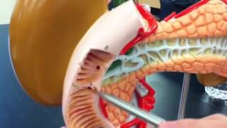 Liver spleen pancreas kidneys model [upl. by Cj]