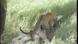 Leopards prey on gorillas and giraffes [upl. by Rosabel]