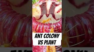 Ant Colony vs Carnivorous Plant [upl. by Anwahsit]