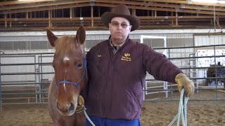 Basic Horsemanship Introduction [upl. by Atok469]