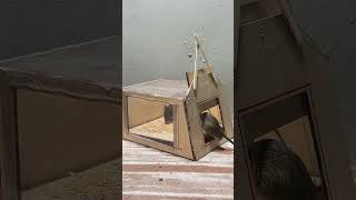 easy mouse trap at homebest mouse trap [upl. by Seugram]