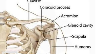 scapula anatomy [upl. by Letsirk161]