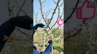 Pruning process for cherry trees [upl. by Navert]