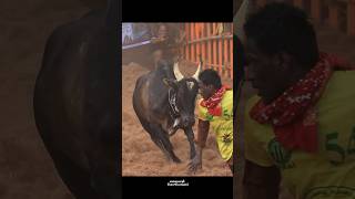 Rowdy ‼️ Jallikattu Videos [upl. by Romano]