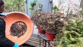 Planting Three Large Containers With Hellebores Viola and Some Other Tough Perennials for Spring [upl. by Ocnarfnaig]