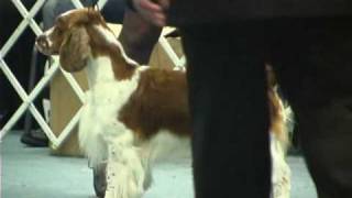 The 2008 ASC Flushing Spaniel Dog Show Best in Show [upl. by Almire734]