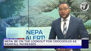 NEPA Be on the Lookout for Crocodiles as Rainfall Increases  TVJ News [upl. by Tham]