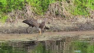 Limpkin Learning To Eat Freshwater Clams [upl. by Iblok]