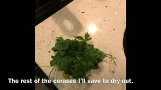 How To Boiled Cerasee Bush “Creasee Tea” [upl. by Healey839]