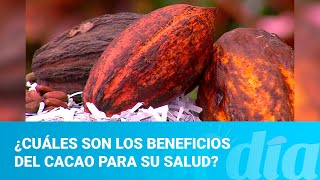 ¿Cuáles son los beneficios del cacao para su salud [upl. by Gabriellia477]