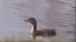 Pied billed Grebes FishingNARRATED [upl. by Marsha]