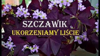 SZCZAWIK TRÓJKĄTNY PURPUROWY  ROZMNAŻANIE  UKORZENIAMY LIŚCIE [upl. by Adiahs395]